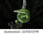 Green Tree Pyton (Morelia viridis) from Western New Guinea