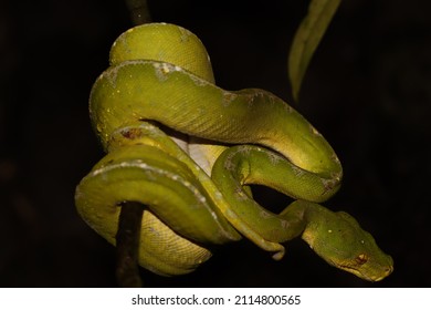 Green Tree Pyton (Morelia Viridis) From Western New Guinea