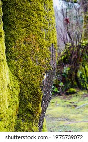 Green Tree At Rattlesnake Ridge