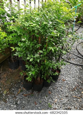 Green tree relaxtion