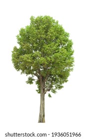 Green Tree Side View Isolated On White Background  For Landscape And Architecture Layout Drawing, Elements For Environment And Garden, Tree Elevation