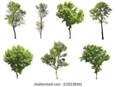 44,427 Tree elevation Images, Stock Photos & Vectors | Shutterstock