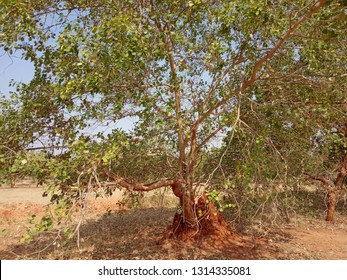 A Green Tree With Snake Mound