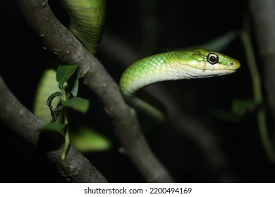 Green Tree Snake On Branches