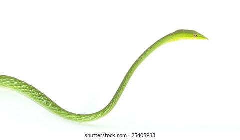 Green Tree Snake On White