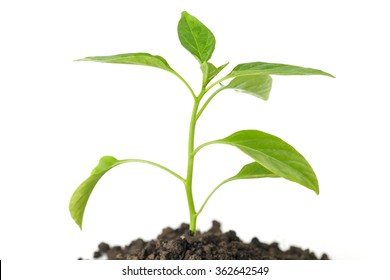 Green Tree Sprout Plants Growing Hope Ecology On White Background 