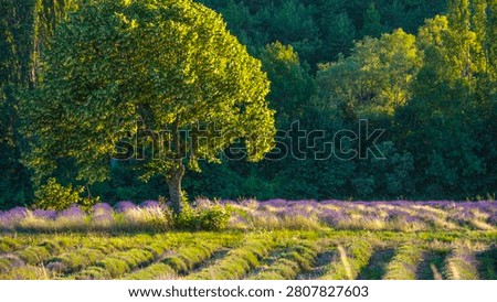 Green tree standing in front of a fragrant lavender field during summer sunset