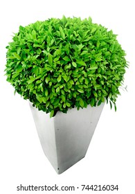 Green Tree In Terracotta Pot Isolated On White (boxwood, Tree)