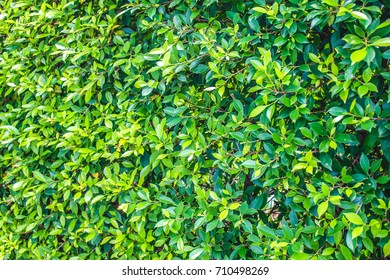 Green tree texture