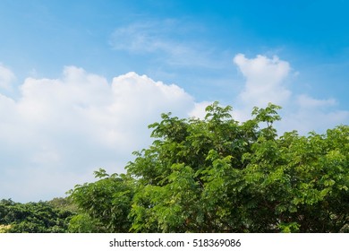 Green Tree Top Line Over Blue Sky And Clouds Background In Summer