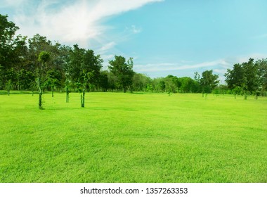 Green Tree View Wide Open Lawn Stock Photo 1357263353 | Shutterstock