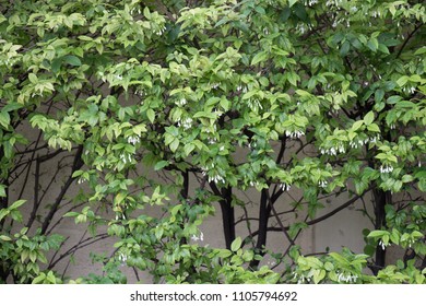 Green tree wall