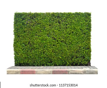 Green tree wall fence with concrete floor isolated on white background for park or garden decorative, (Ficus altissima Korea tree) bush or shrub trimming