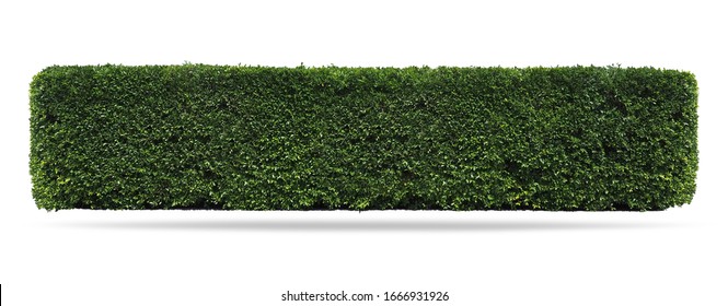 
Green tree wall fence, Siamese rough bush, Tooth brush tree, Ornamental plants for decoration  garden. isolated on white background. clipping path.   - Shutterstock ID 1666931926