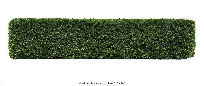 Green Tree Wall Fence, Siamese Rough Bush, Tooth Brush Tree, Ornamental Plants For Decoration  Garden. Isolated On White Background. Clipping Path.  