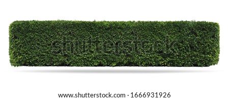 
Green tree wall fence, Siamese rough bush, Tooth brush tree, Ornamental plants for decoration  garden. isolated on white background. clipping path.  