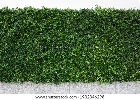 Green tree wall on the road 