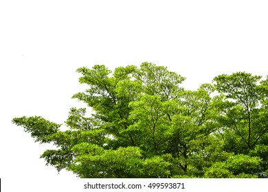 Green Tree With White Background