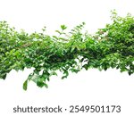 a green tree with a white background with a green plant in the middle, a bush with flowers on it, png image, green grass isolated on png,  a picture of a plant with green