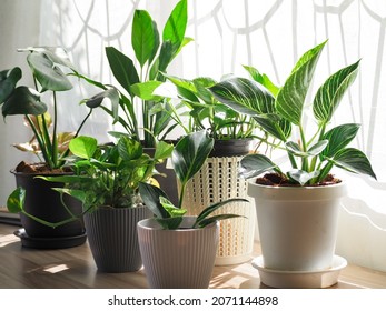 Green Tree in white ceramic pots on the wooden table. Concept at home interior gardening filled plants in Spring.Template. Auspicious trees, trees purify the air. - Shutterstock ID 2071144898