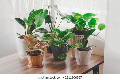 Green Tree in white ceramic pots on the wooden table. Concept at home interior gardening filled plants in Spring.Template. Auspicious trees, trees purify the air. - Shutterstock ID 2211106537