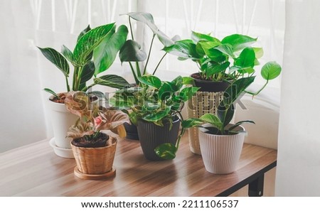 Green Tree in white ceramic pots on the wooden table. Concept at home interior gardening filled plants in Spring.Template. Auspicious trees, trees purify the air. Foto stock © 