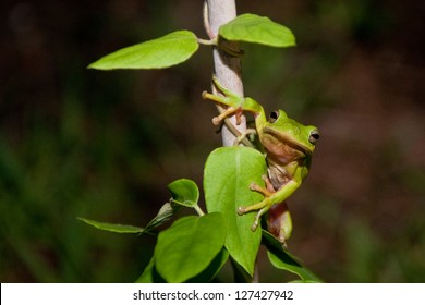 Green Treefrog Hyla Cinerea