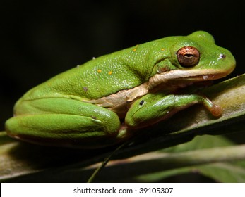 Green Treefrog (Hyla Cinerea)