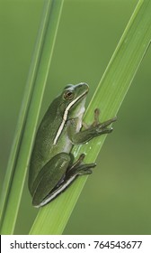 Green Treefrog, Hyla Cinerea, Adult, Lake Corpus Christi, Texas, USA, May