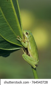 Green Treefrog, Hyla Cinerea, Adult, Lake Corpus Christi, Texas, USA, May