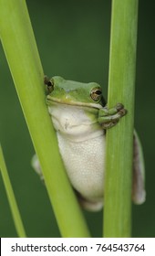 Green Treefrog, Hyla Cinerea, Adult, Lake Corpus Christi, Texas, USA, May