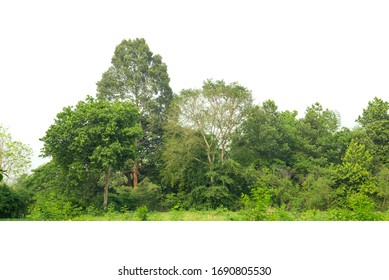 Green treeline isolated on white background.