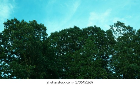 Green Treeline On A Blue Sky