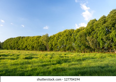 green treeline in summertime