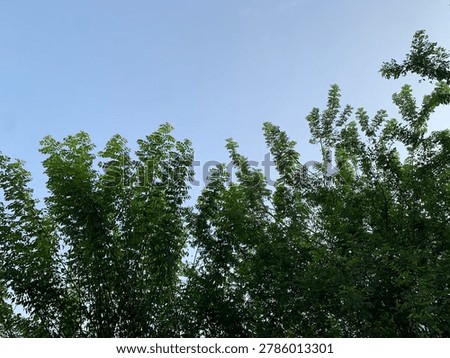 The green trees are beautiful and is complementing the sky.