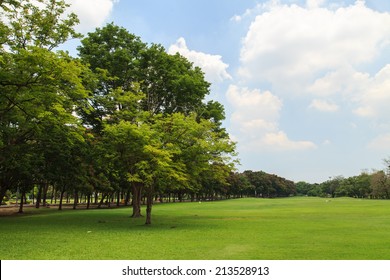 Green Trees In Beautiful Park