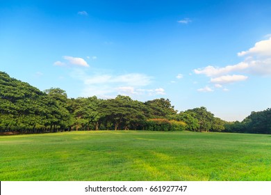 Green Trees In Beautiful Park Under The Blue Sky