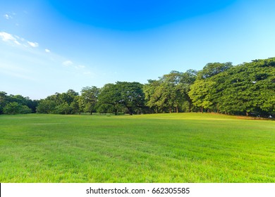 Green Trees In Beautiful Park Under The Blue Sky