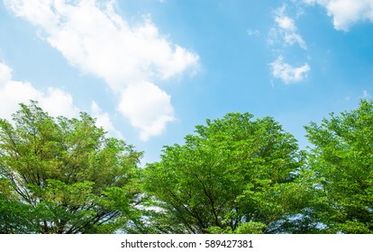 Green Trees And Blue Sky