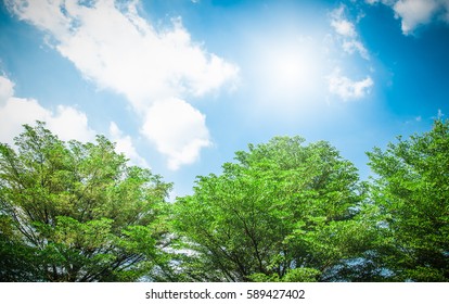 Green Trees And Blue Sky