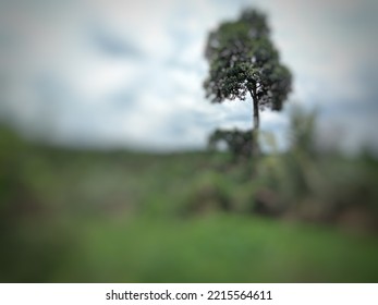 Green trees blur effect background