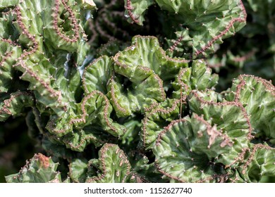 Green Trees In The Cactus League.