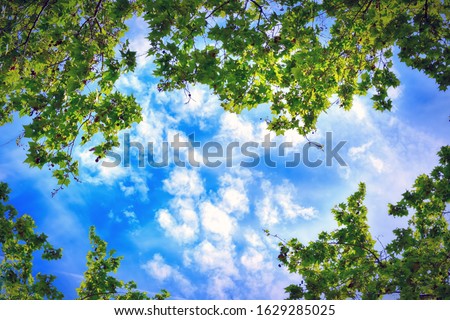 green trees and clouds in the sky, view from the bottom up