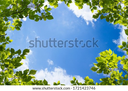 green trees and a cloudy blue sky