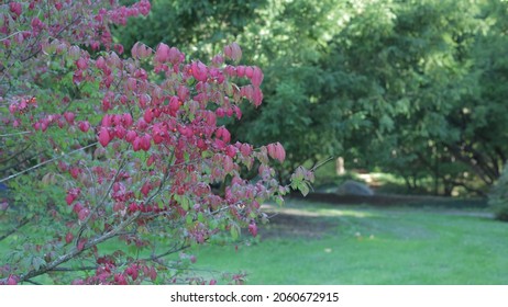 Green Trees In  Detroit Park