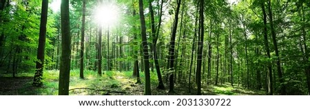 Similar – Image, Stock Photo Summer Sunny Forest Trees, Green Grass, Lane, Path, Pathway. Nature Wood Sunlight.