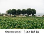 green trees in the field