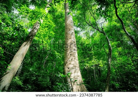 Green trees in forest. Fresh environment. Forest tree with green leaves. Carbon capture in lush jungle Canopy. carbon offset credits. Green trees in carbon neutral rainforest ecosystem. Carbon market.