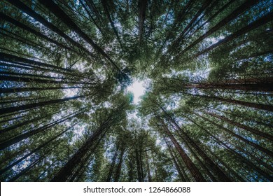 Green trees in forest viewed from below with blue sky obscured by foliage of tree crowns. Nature background concept