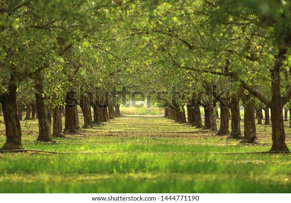 Green Trees Grass One Point Perspective Stock Photo Edit Now